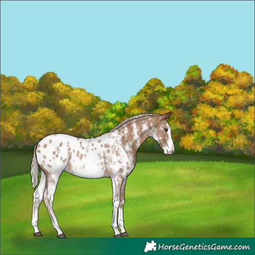 Horse Color:Chocolate Palomino Sabino Splash Appaloosa 