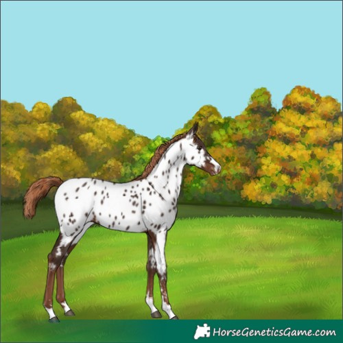 Horse Color:Liver Chestnut Near Leopard 