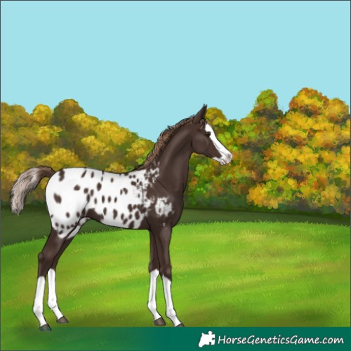 Horse Color:Liver Chestnut Splash Blanket 