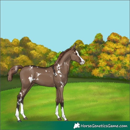 Horse Color:White Spotted Liver Red Dun Splash 