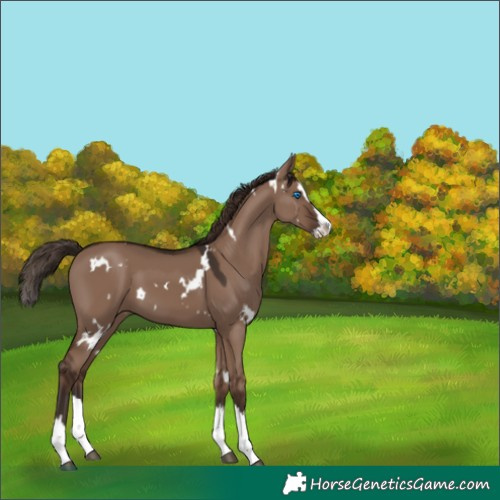 Horse Color:White Spotted Liver Red Dun Splash 