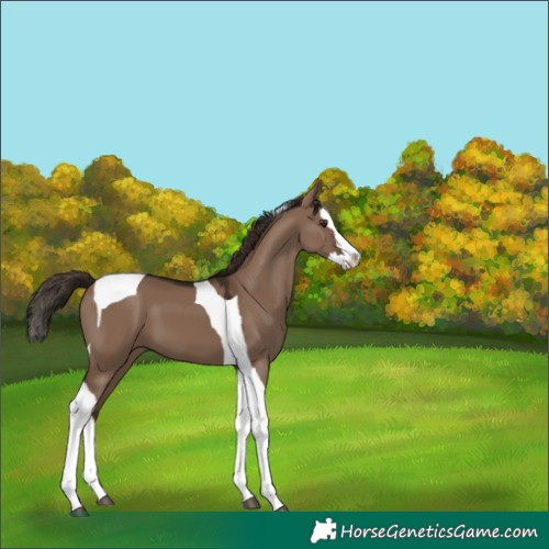 Horse Color:White Spotted Liver Red Dun Splash Tobiano 