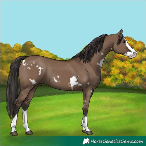 Horse Color:White Spotted Liver Red Dun Splash Rabicano 