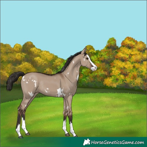 Horse Color:White Spotted Liver Red Dun Splash Rabicano 