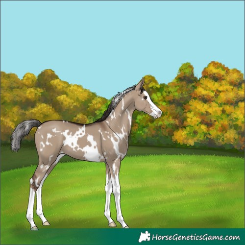 Horse Color:White Spotted Liver Red Dun Splash 