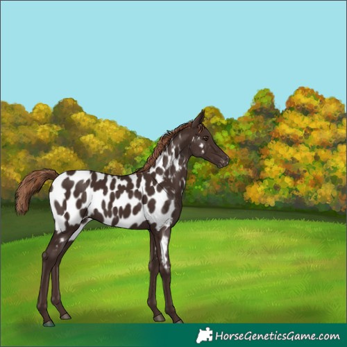 Horse Color:Liver Chestnut Appaloosa 