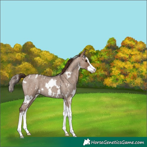 Horse Color:White Spotted Liver Red Dun Roan Splash 