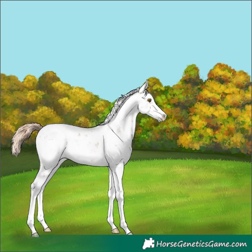 Horse Color:Liver Chestnut Pearl Sabino Splash Appaloosa 