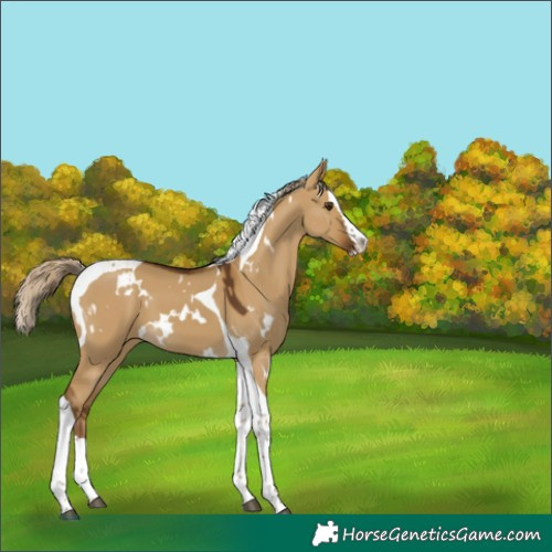 Horse Color:White Spotted Chocolate Palomino Dun Splash Tobiano 