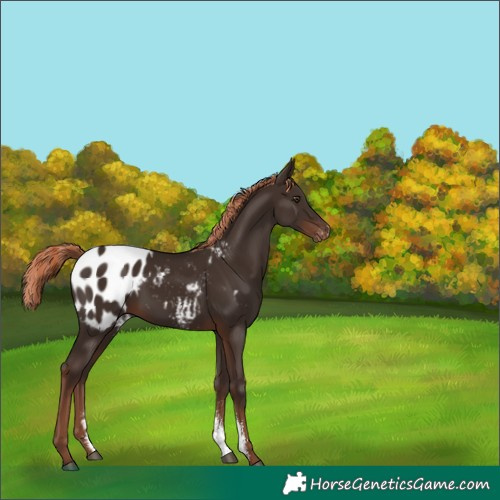Horse Color:Liver Chestnut Sabino Appaloosa 