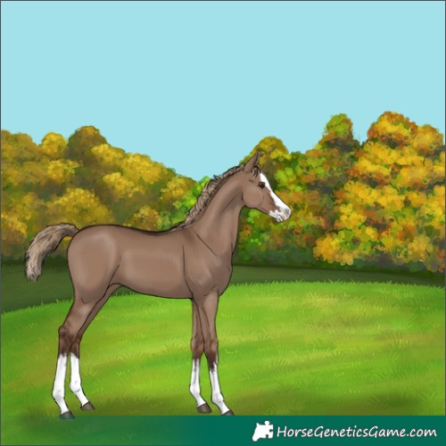 Horse Color:White Spotted Liver Red Dun Splash 