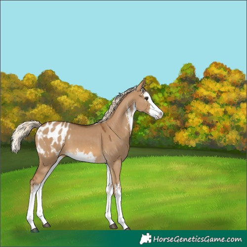 Horse Color:White Spotted Chocolate Palomino Dun Splash Appaloosa 
