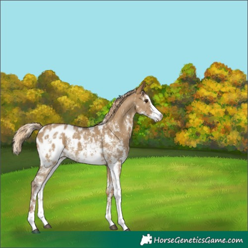 Horse Color:Chocolate Palomino Dun Sabino Appaloosa Rabicano 