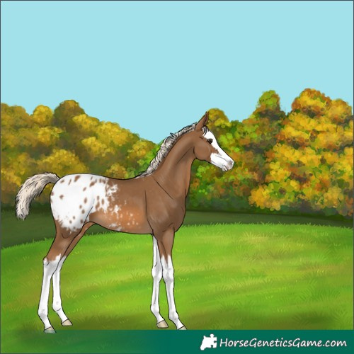 Horse Color:Chocolate Palomino Splash Appaloosa 