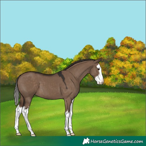 Horse Color:White Spotted Liver Red Dun Splash 