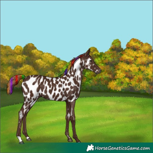 Horse Color:Gray Painted Chestnut Near Leopard 