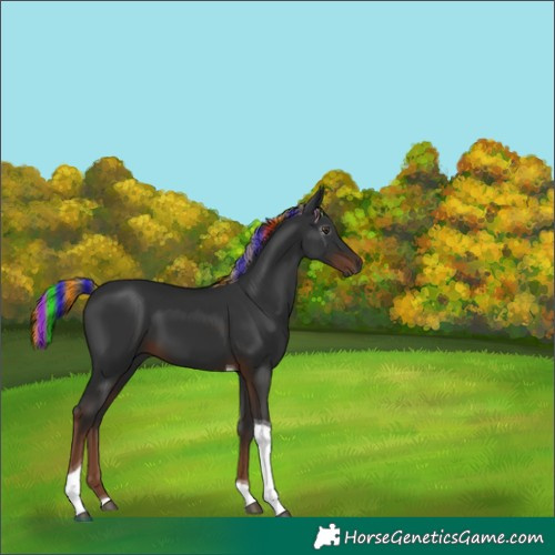 Horse Color:Gray Painted Liver Chestnut Tobiano 