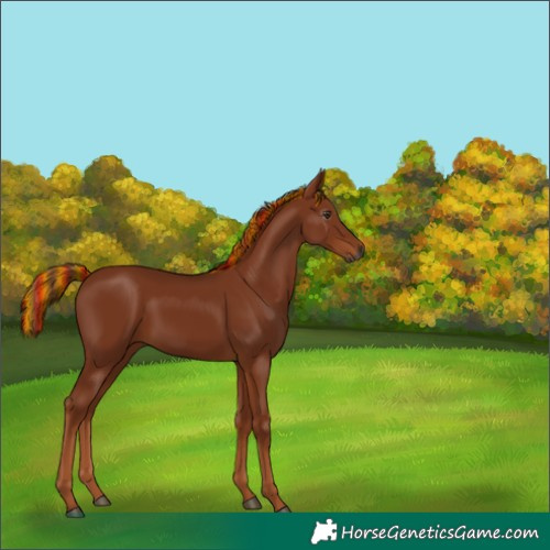 Horse Color:Gray Painted Chestnut 