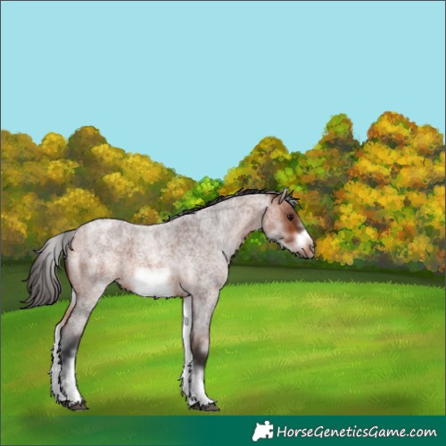 Horse Color:White Spotted Bay Roan Frame 