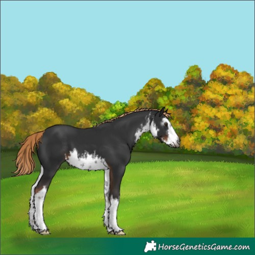 Horse Color:Gray White Spotted Liver Chestnut 