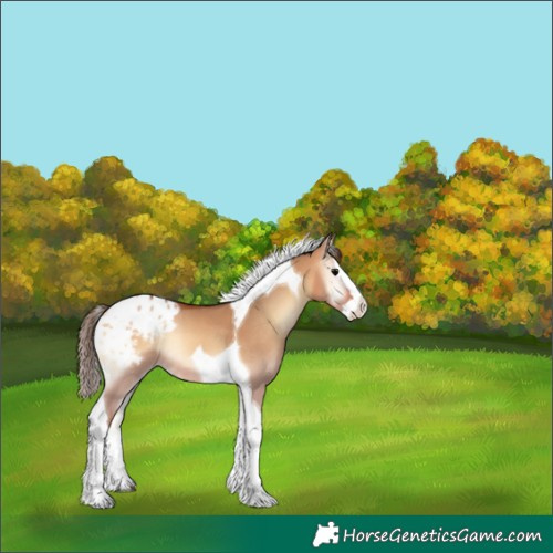 Horse Color:Bay Onyx Splash Tobiano Blanket Rabicano 