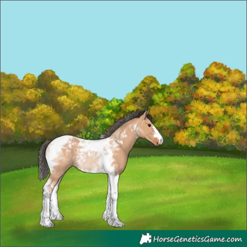 Horse Color:Bay Dun Tobiano Rabicano 