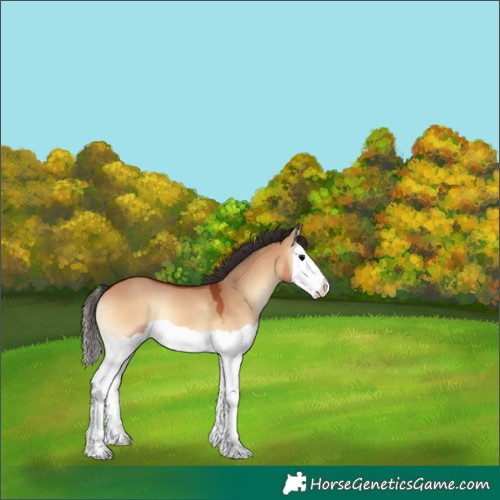 Horse Color:Bay Onyx Splash Rabicano 