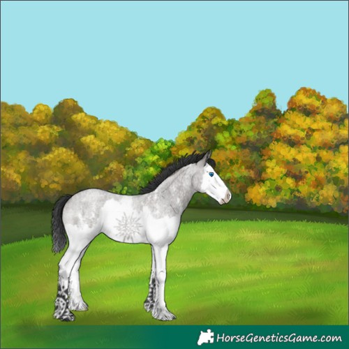 Horse Color:Grullo Roan Sabino Splash 
