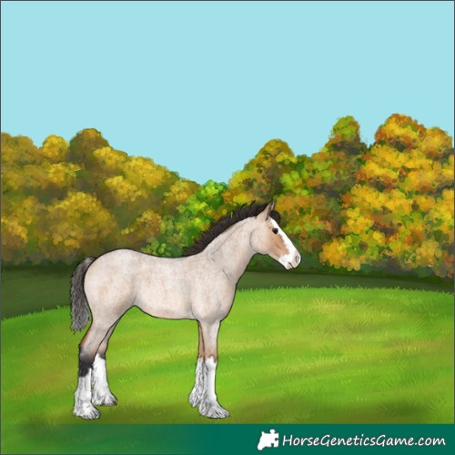 Horse Color:Bay Roan Dun Splash Rabicano 