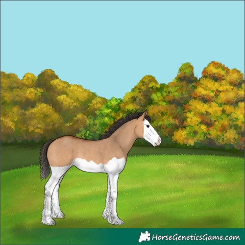 Horse Color:Bay Dun Splash Rabicano 