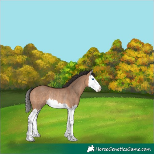 Horse Color:Bay Dun Splash Rabicano 
