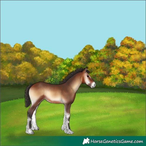 Horse Color:Bay Onyx Rabicano 