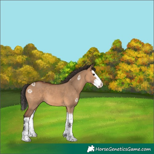 Horse Color:White Spotted Bay Dun Splash 