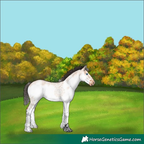 Horse Color:Bay Roan Dun Sabino Splash Frame 