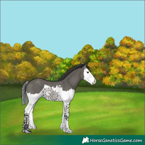 Horse Color:White Spotted Grullo Splash Rabicano 