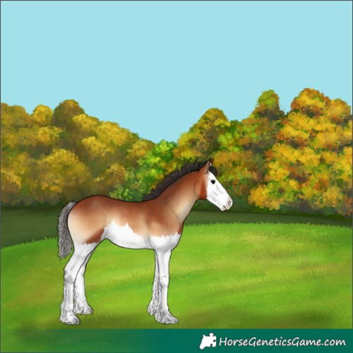 Horse Color:Bay Onyx Splash Rabicano 
