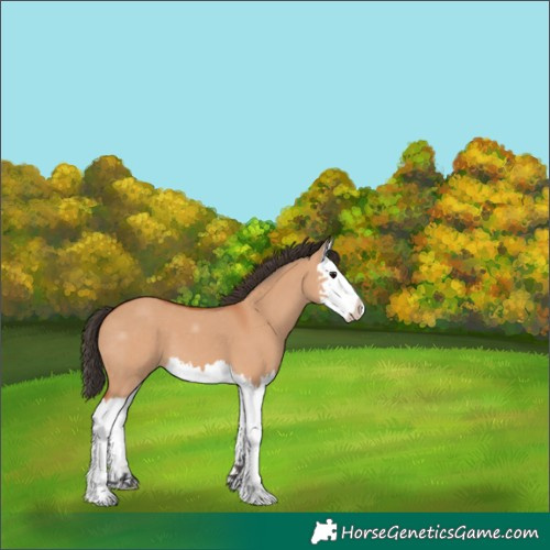 Horse Color:White Spotted Bay Dun Splash 