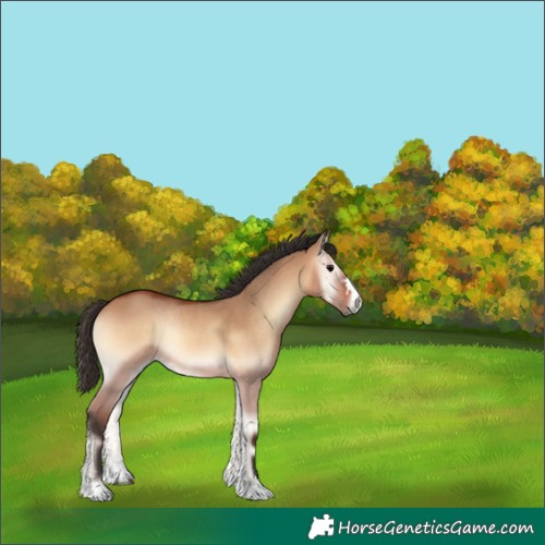 Horse Color:Bay Onyx Rabicano 