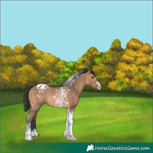 Horse Color:Bay Dun Tobiano Rabicano 