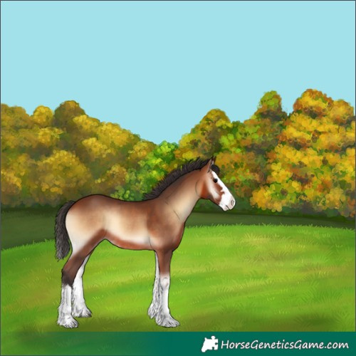 Horse Color:Bay Onyx Splash Rabicano 