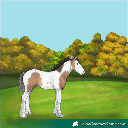 Horse Color:Brown Dun Splash Tobiano Rabicano 