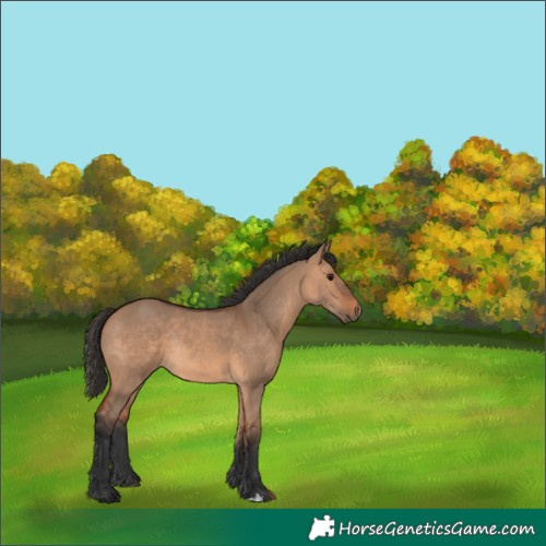 Horse Color:Bay Dun Rabicano 