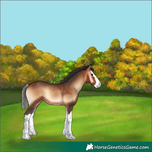 Horse Color:Bay Onyx Splash Rabicano 