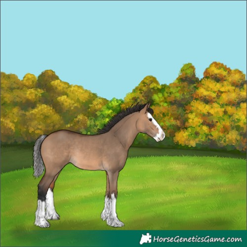 Horse Color:Bay Dun Splash Rabicano 