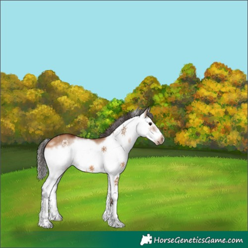 Horse Color:Bay Dun Sabino Splash Frame 