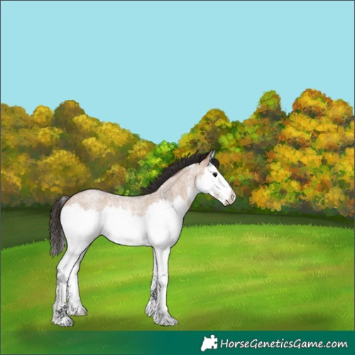 Horse Color:White Spotted Bay Roan Dun Splash 