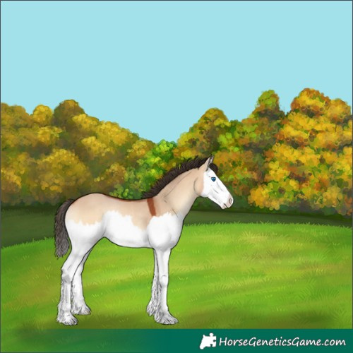 Horse Color:Bay Onyx Splash Rabicano 