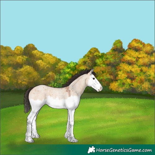 Horse Color:Bay Roan Dun Splash Rabicano 