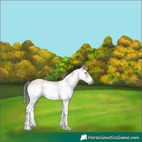 Horse Color:Bay Roan Dun Splash Frame Rabicano 