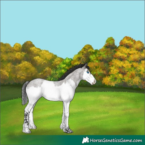 Horse Color:White Spotted Grullo Roan Splash 